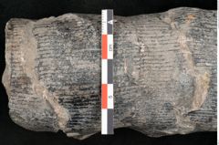 Foto (Detailansicht) von Calamites communis Ettingshausen (NHMW-GEO-2024-0188-10963)